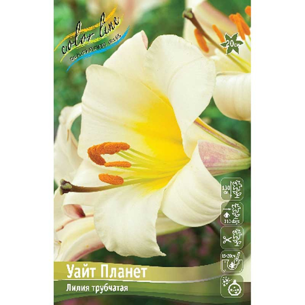 Лилия Уайт Планет 12/14 25 шт Биг-пак 10566