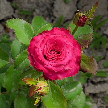 Роза Чайно-гибридная Кантри Блюз Садовита