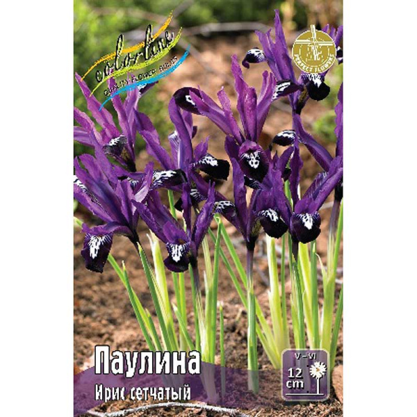 7626 Шоу-бокс Ирис сетч. Паулина 6/+ 100 шт