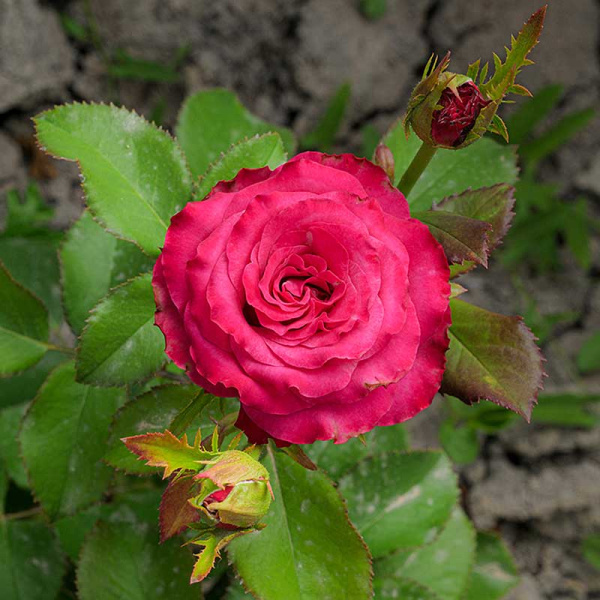 Роза Чайно-гибридная Кантри Блюз Садовита