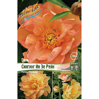 Пион Ито Сингинг Ин Зе Рейн 2/3 n 1 шт