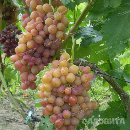 Виноград Эва очень ранний Садовита