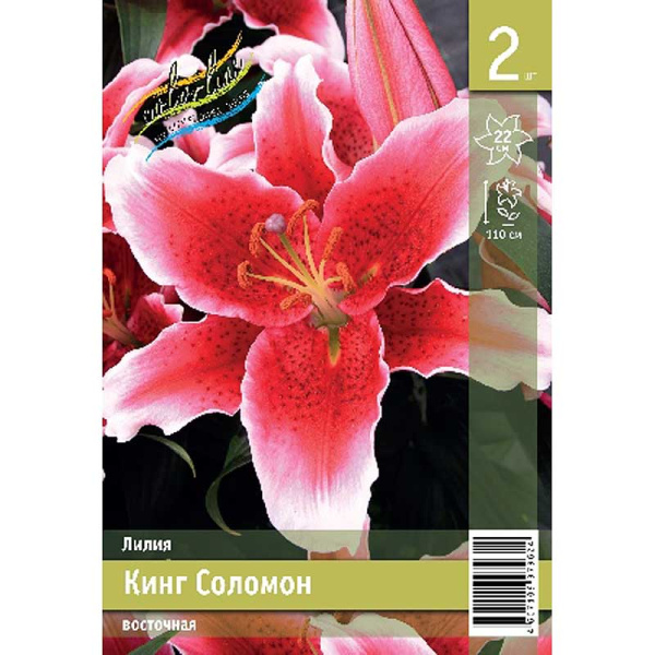 Лилия Кинг Соломон 13/14 2 Эконом шт 