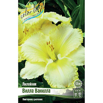 Лилейник Вилла Ванилла I 1 шт 