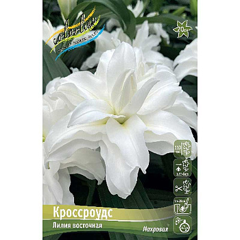 Лилия Кроссроудс 12/14 5 шт