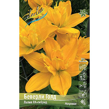 Лилия Беверли Голд 12/14 5 шт