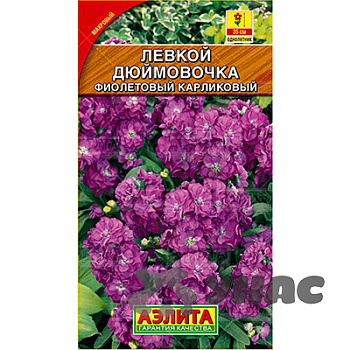 Левкой Дюймовочка фиолетовый Аэлита Ц 