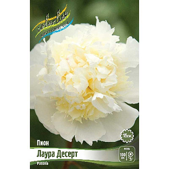 Пион Лаура Десерт 2/3 n 1 шт 