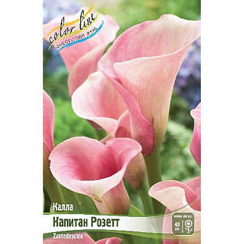 Калла Капитан Розетт 12/14 30 шт Шоу-бокс 8713 