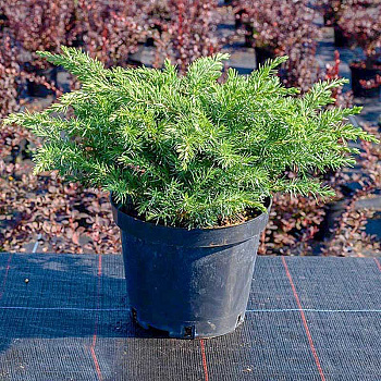 Можжевельник Juniperus conferta Emerald Sea P9 шт Садовита 9875