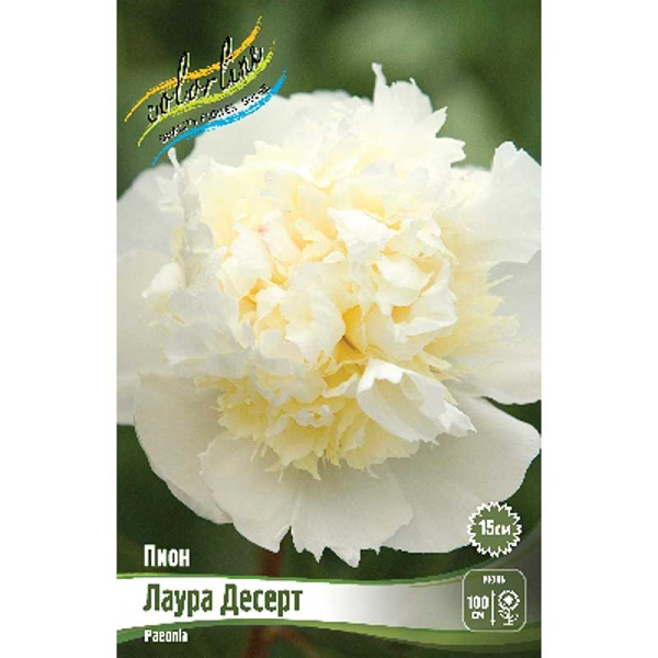 Пион Лаура Десерт 2/3 n 1 шт 