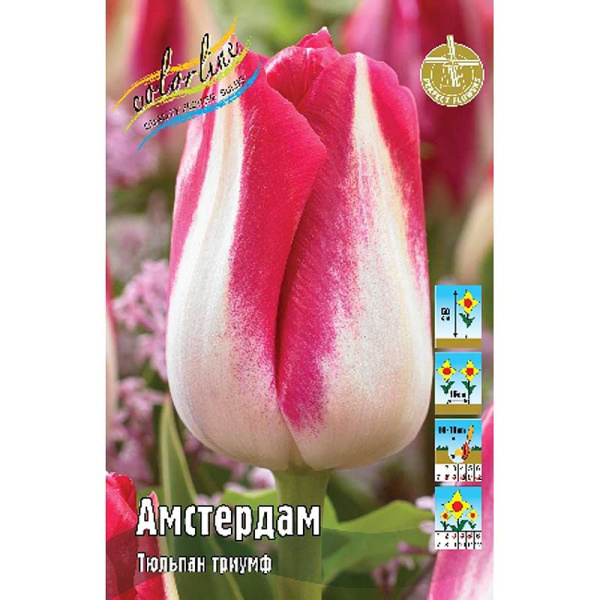 11890 Шоу-бокс Тюльпан Амстердам 11/12 100 шт 