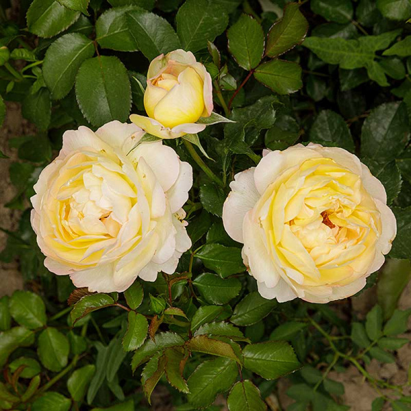 Роза чайно-гибридная Шато Де Шеверни Садовита