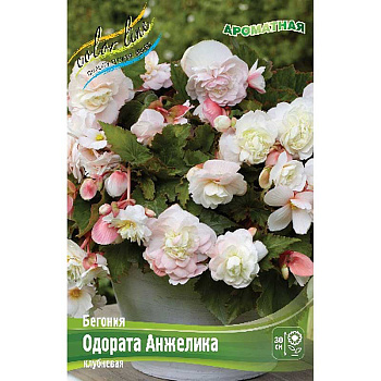 Бегония Одората Анжелика 5/6 50 шт Шоу-бокс 8857