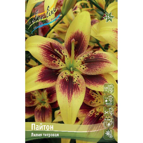 Лилия Пайтон 12/14 25 шт Биг-пак 11229