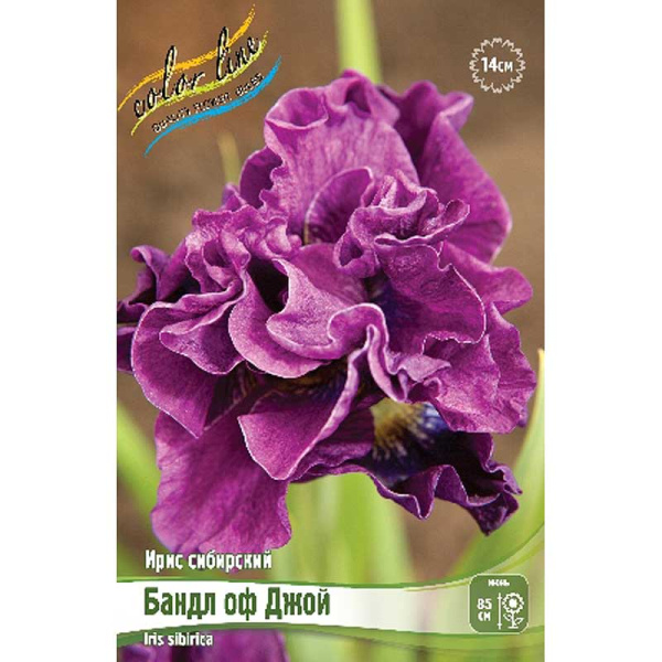 Ирис Сибирский Бандл Оф Джой I 1 шт