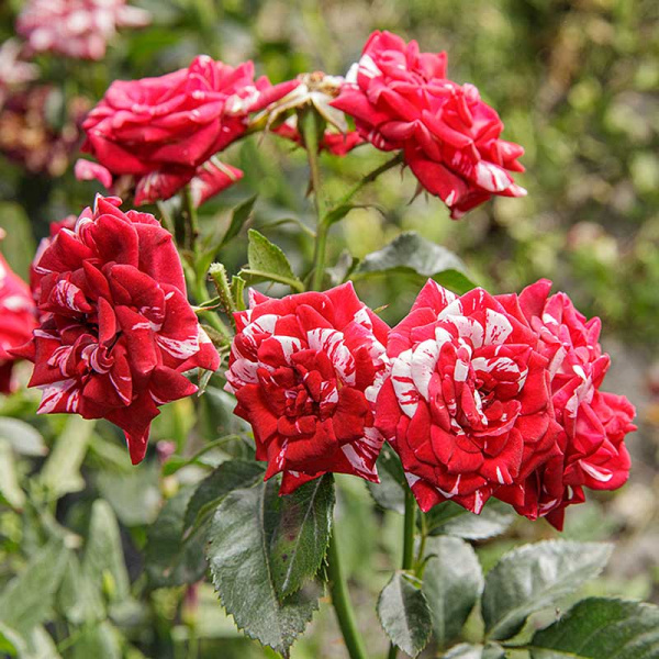 Роза спрей Флэш найт Садовита