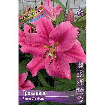 Лилия Трокадеро 14/16 5 шт 