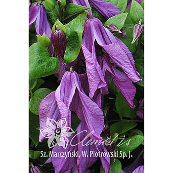 Клематис Память Сердца P9 шт