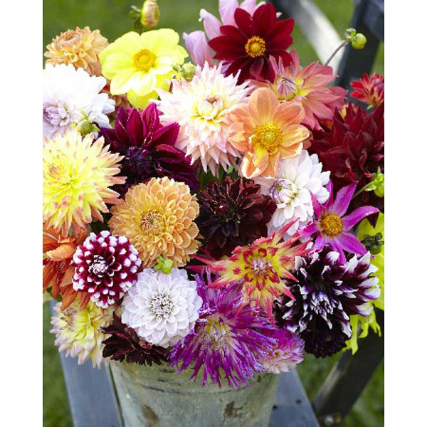 Георгина Ассорти Микс I 3 шт 