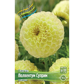 Георгина Полвентум Суприм I 15 шт Шоу-Бокс 12897