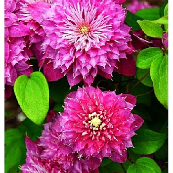 Клематис Кайзер P9 шт