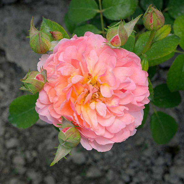 Роза Флорибунда Принцесс Дримс Садовита