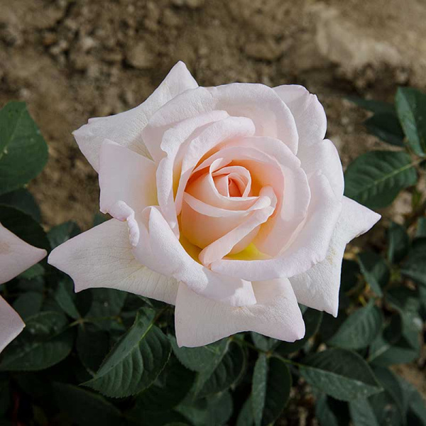 Роза чайно-гибридная Мадам Анизетт Садовита