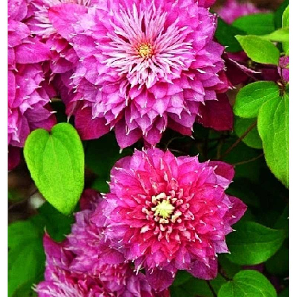 Клематис Кайзер P9 шт