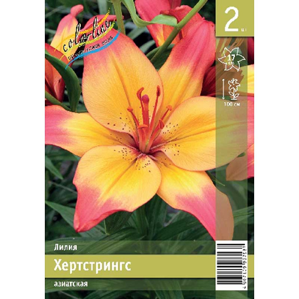 Лилия Хертстрингс 11/12 2 Эконом шт 