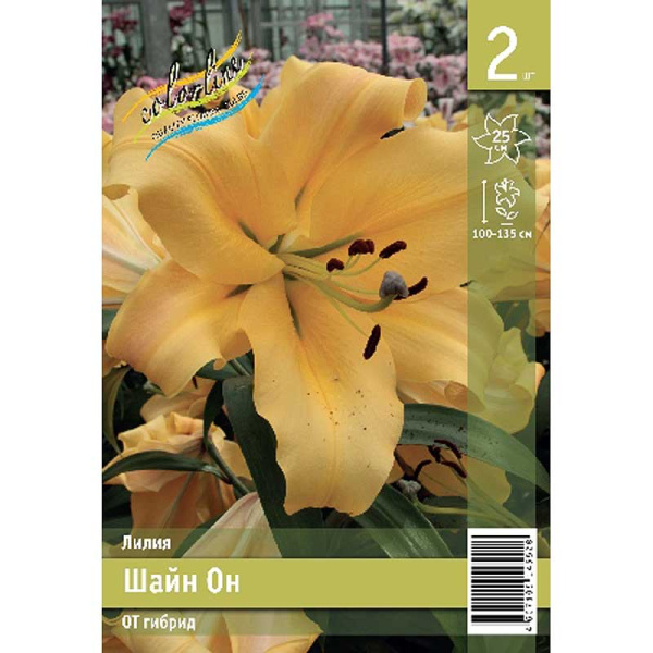 Лилия Шайн Он 14/16 2 Эконом шт 