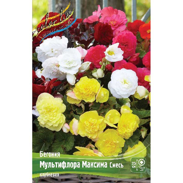Бегония Мультифлора Максима Смесь 4/5 3 шт 