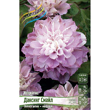 Клематис Дансинг Смайл I 25 шт Биг-пак 749