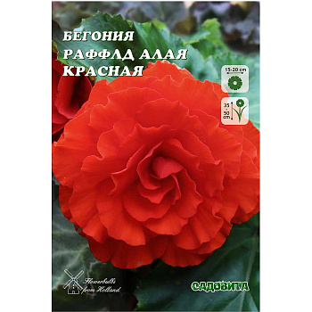 Бегония Раффлд Алая Красная 4/+ 2 шт Садовита 