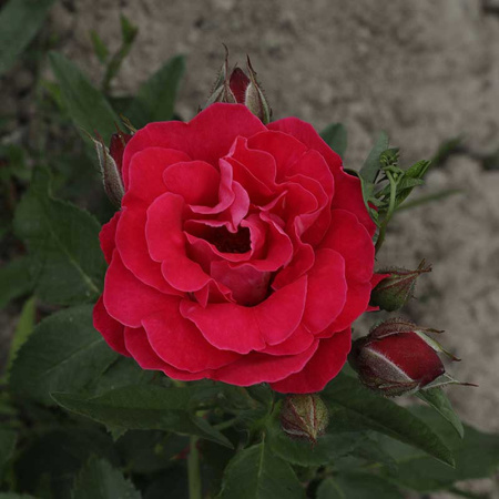 Роза канадская (плетистая) Фронтенак Садовита