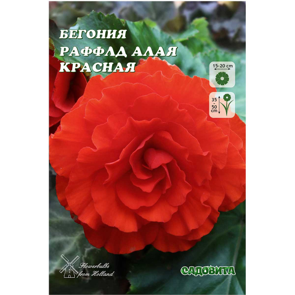Бегония Раффлд Алая Красная 4/+ 2 шт Садовита 