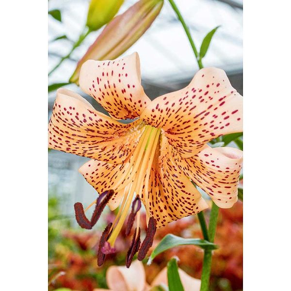 Лилия Тайгер Бейбиз 12/14 1 шт Садовита 