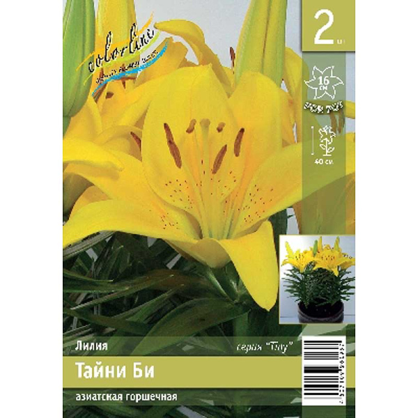 Лилия Тайни Би 10/12 2 Эконом шт 