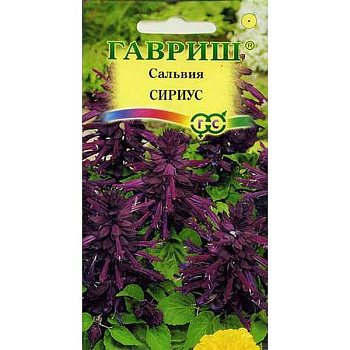 Сальвия Сириус Гавриш Ц 