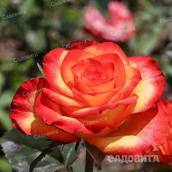Роза флорибунда Циркус Садовита
