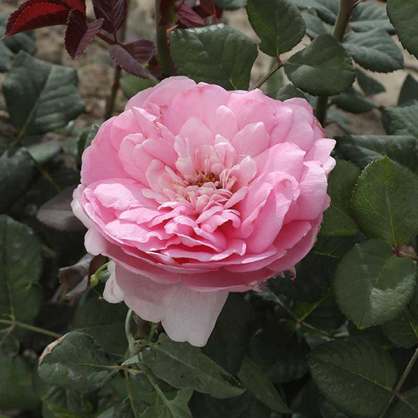 Роза шраб Элоди Госсюин Садовита