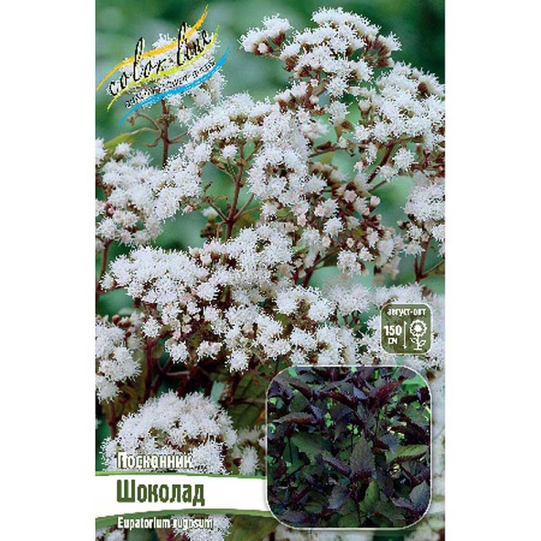 Посконник Шоколад I 1 шт