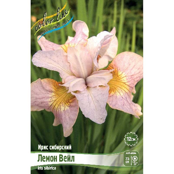 Ирис Сибирский Лемон Вейл I 1 шт