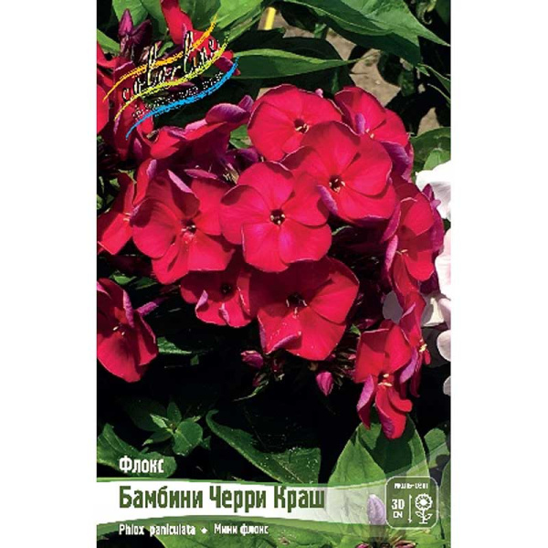 Флокс Бамбини Черри Краш I 1 шт