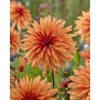 Георгина Дорито I 1 шт