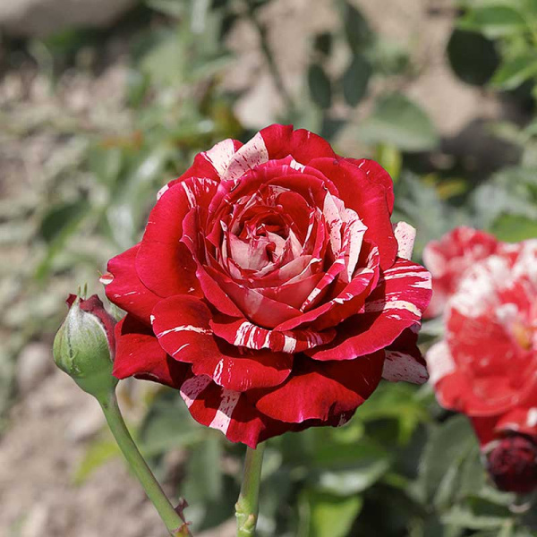 Роза флорибунда Хулио Иглесиас Садовита