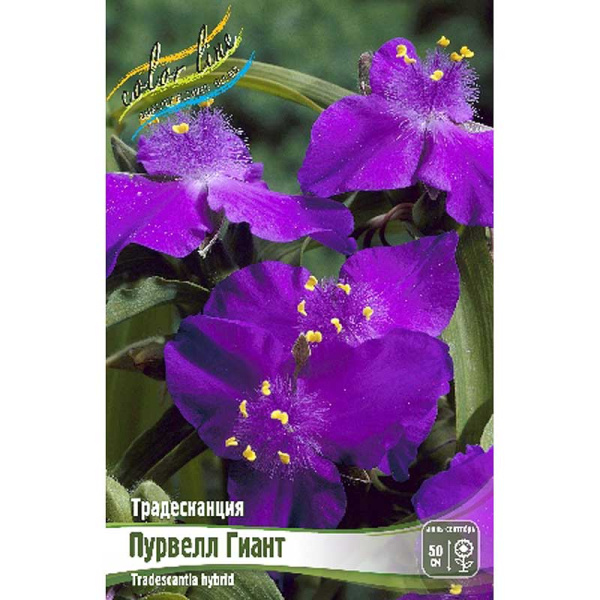 8616 Биг-Пак Традесканция Пуурвелл Гиант I 25 шт