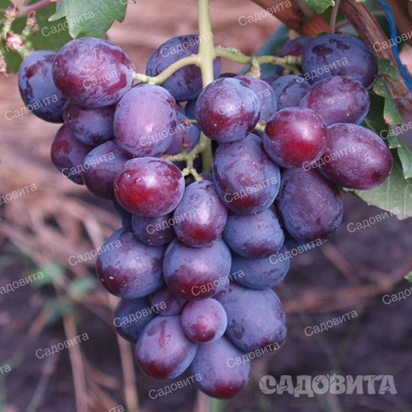 Виноград Заря Несветая очень ранний Садовита