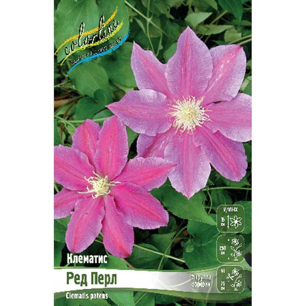 Клематис Ред Перл I 25 шт Биг-пак 4194 