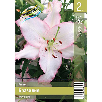 Лилия Бразилия 12/14 2 Эконом шт 